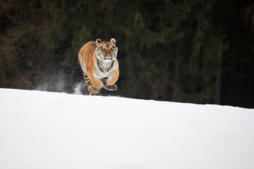 young siberian/bengal tiger