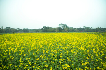 Yellow mustard flower garden under the open sky