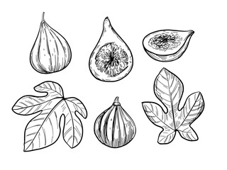 Fig illustration. Hand drawn sketch converted to vector.