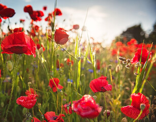 Fototapeta na wymiar Nice poppy field in summer