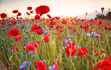 Fototapeta premium Nice poppy field in summer