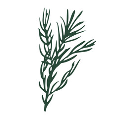 Twig rosemary isolated on white background. Sketch botanical hand drawn.