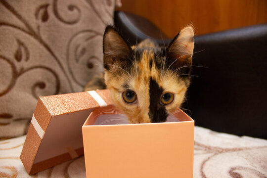 Tortoiseshell Cat, Red-haired Black Cat Looks In The Box