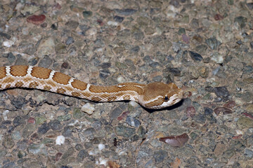 A beautiful young Northern Pacific Rattlesnake (Crotalus oreganus) with a distinct pattern on its scales crossing a road in Napa County, California.