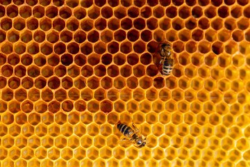 View of worker bees on the honeycomb close-up. Copy space