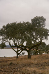 Obraz premium Cork trees in autumn fall in beautiful Alentejo nature landscape in Divor Dam, Portugal