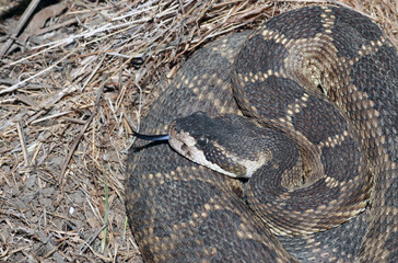 A Northern Pacific Rattlesnake (Crotalus oreganus) lies coiled on the ground. It is flicking its black-and-blue tongue out to sense the world around it. 