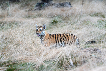 Obraz na płótnie Canvas young siberian/bengal tiger