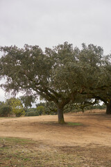 Fototapeta premium Cork trees in autumn fall in beautiful Alentejo nature landscape in Divor Dam, Portugal