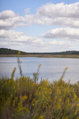 Nature landscape of Minutos Dam reservoir lake with yellow flowers on a sunny day in Alentejo, Portugal