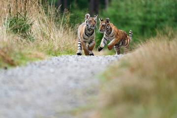 young siberian/bengal tiger