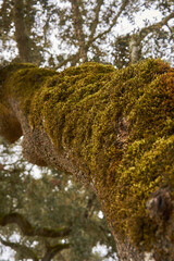 Cork trees details in autumn fall in beautiful Alentejo nature landscape in Divor Dam, Portugal