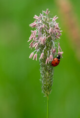 Marienkäfer und Lieschgras