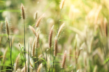 Closeup nature view of grass flowers on blurred greenery background in garden, Green nature background, Nature spring grass background texture