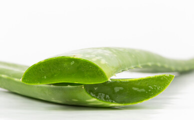 Fresh aloe vera leaves on white background. It is a natural preparation for beauty and skin care and is also used in nutrition.