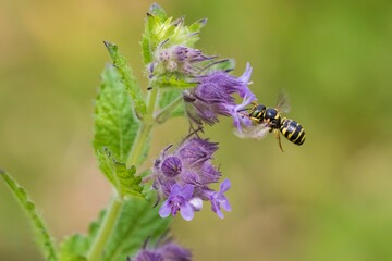 bee on flower