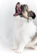 Papillon puppy sitting on a white background