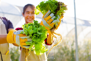 farmer ware agricultural gloves keep vegetable at hydroponic farm and observing growth vegetable...