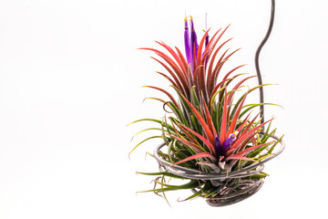 Close up Tillandsia  plant isolate on white background. Tillandsia plant commonly known as Airplants.