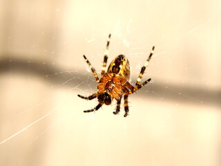 spider on the web