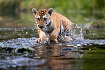 Obraz na płótnie Canvas young siberian/bengal tiger