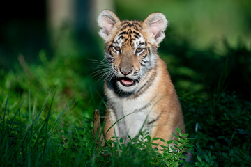young siberian/bengal tiger