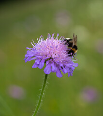 Hummel auf Acker-Witwenblume