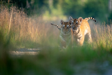 young siberian/bengal tiger