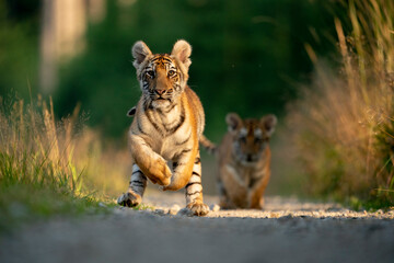 young siberian/bengal tiger