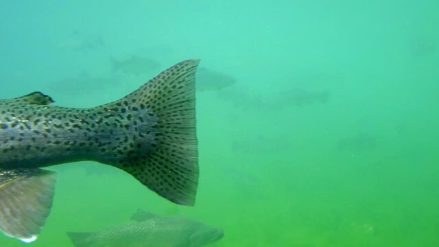 Trout swimming in the water, Bavaria, Germany