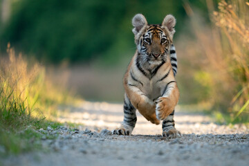 Fototapeta premium young siberian/bengal tiger
