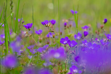 Naklejka premium Wiesen-Storchschnabel
