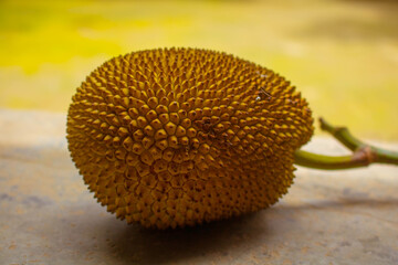 The jackfruit (Artocarpus heterophyllus), also known as jack tree. It is the national fruit of...