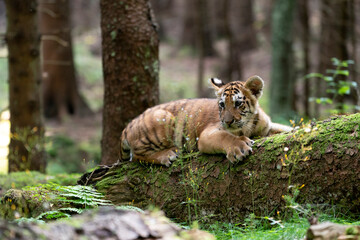 young siberian/bengal tiger