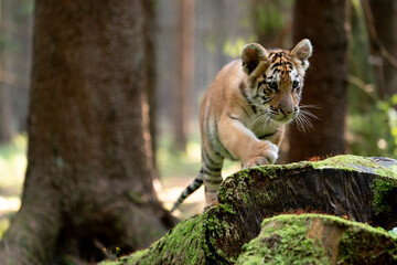 young siberian/bengal tiger
