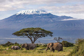 Mt Kilimanjaro with snow and elephants in foreground...iconic Africa.