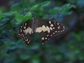 Fototapeta premium butterfly