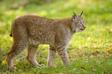 Eurasischer Luchs