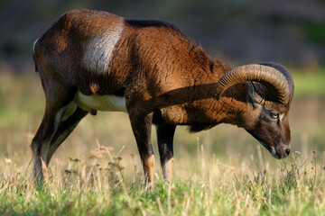 Europaeischer Mufflon