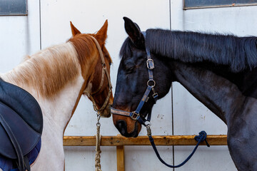 two horses in the stable