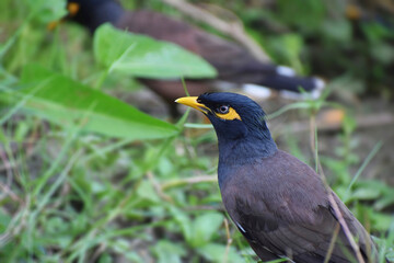 The common myna or Indian myna (Acridotheres tristis), sometimes spelled mynah.