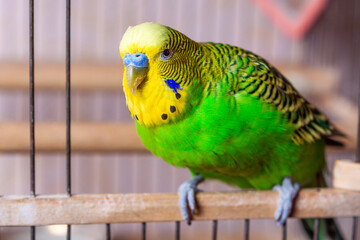 A green budgerigar is sitting at the exit from the cage. Close-up photo.