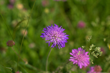 flower in spring,nature,violet,bloom, flora,natural,