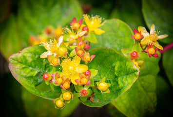 flowering shrubby st john's wort