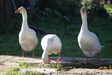 goose8