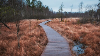 Wooden flooring trail in the swamp in autumn. Ecological trail in Sestroretsk near the city of St. Petersburg in gloomy weather