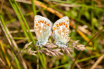 common blue butterflies mating in sand dunes north coast northern ireland
