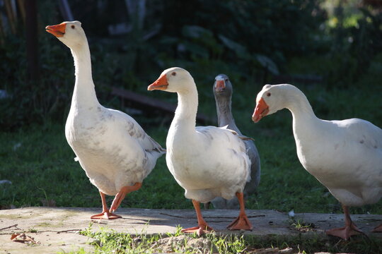 goose7