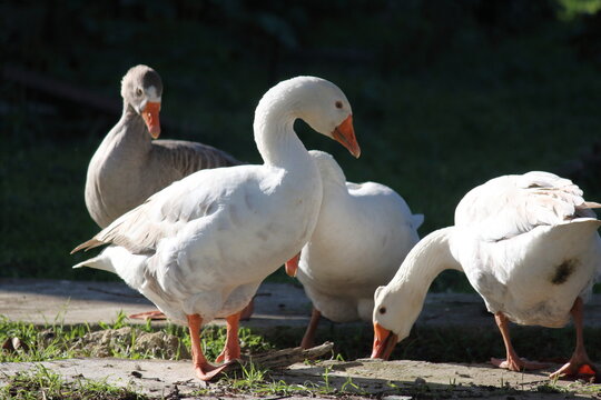 goose4