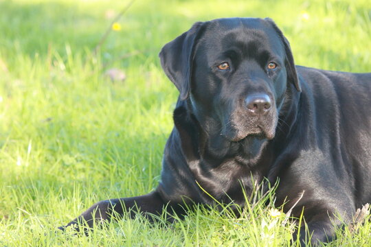 labrador8